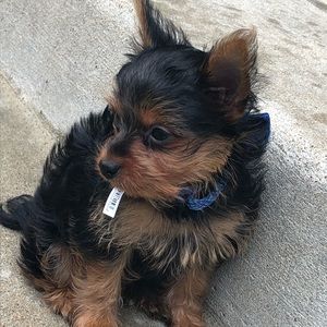 Meet your Posher, Nyla